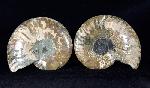 Cleoniceras (Grycia) besairiei COLLIGNON 1949 - Bild © FossNet FossilienStore